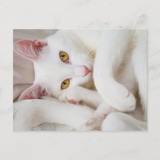 kat briefkaart (Voorkant)