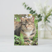 Kat Briefkaart (Staand voorkant)