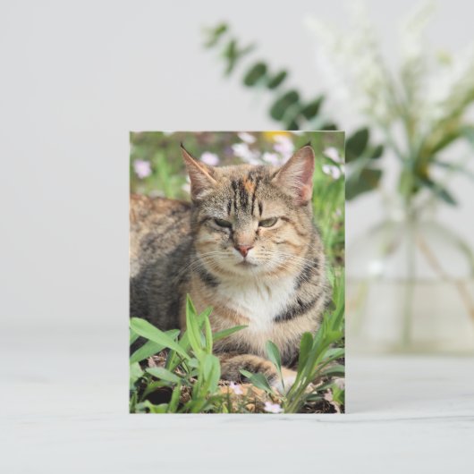 Kat Briefkaart (Staand voorkant)