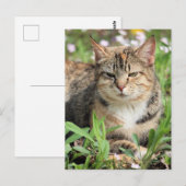 Kat Briefkaart (Voorkant / Achterkant)