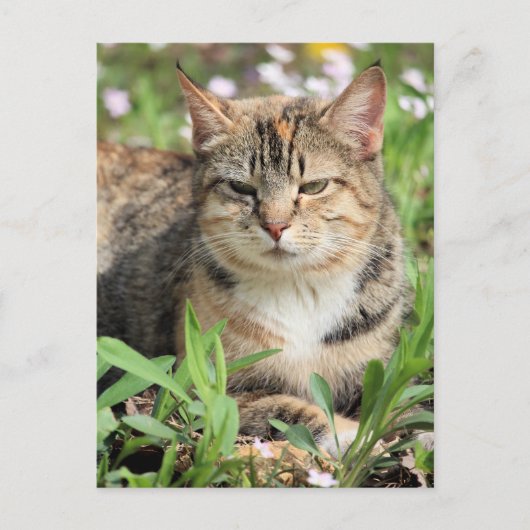 Kat Briefkaart (Voorkant)