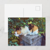 Kat Briefkaart (Voorkant / Achterkant)