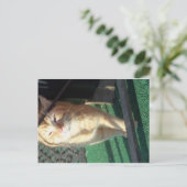 Kat Briefkaart (Staand voorkant)