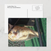 Kat Briefkaart (Voorkant / Achterkant)