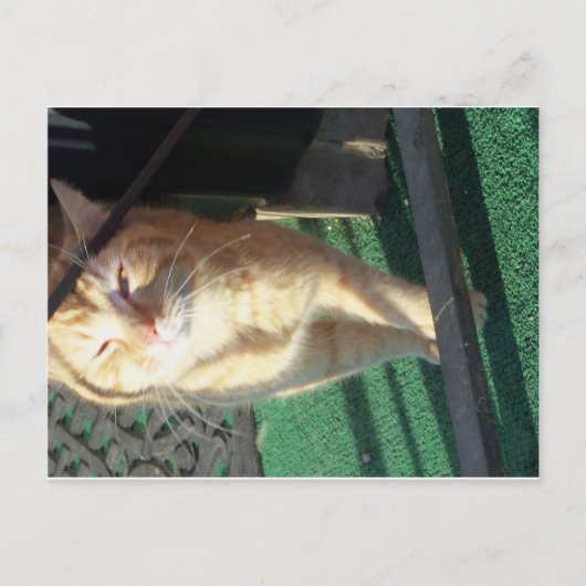 Kat Briefkaart (Voorkant)