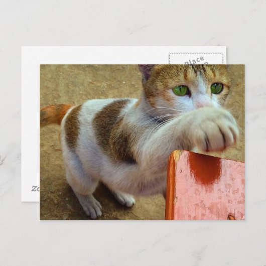 Kat Briefkaart (Voorkant / Achterkant)