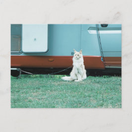 Kat Briefkaart