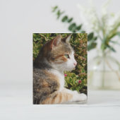 Kat Briefkaart (Staand voorkant)