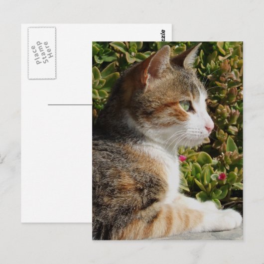 Kat Briefkaart (Voorkant / Achterkant)