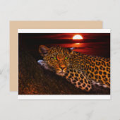 kat briefkaart (Voorkant / Achterkant)