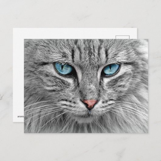 Kat Briefkaart (Voorkant / Achterkant)