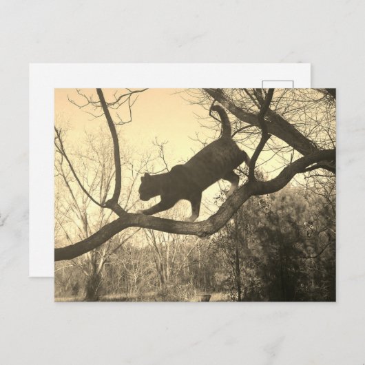 Kat Briefkaart (Voorkant / Achterkant)