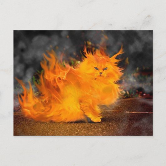 kat briefkaart (Voorkant)