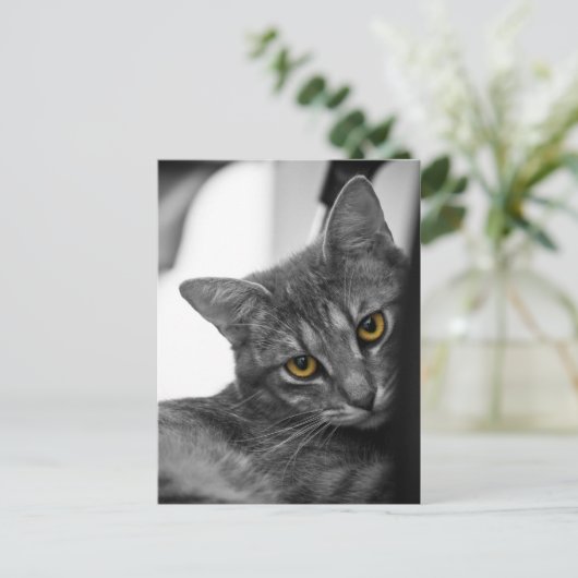 Kat Briefkaart (Staand voorkant)