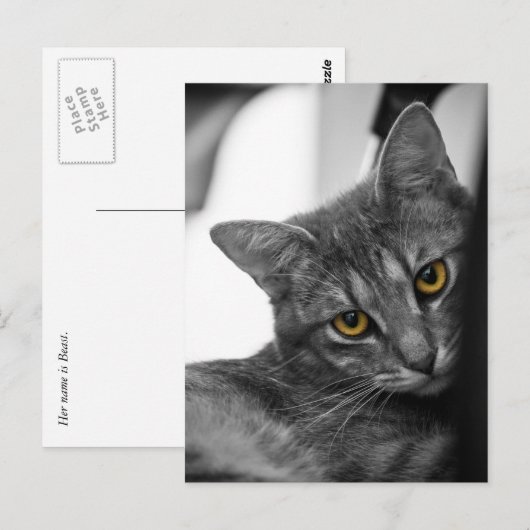 Kat Briefkaart (Voorkant / Achterkant)