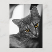 Kat Briefkaart (Voorkant)