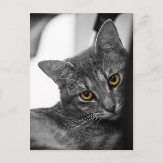 Kat Briefkaart (Voorkant)