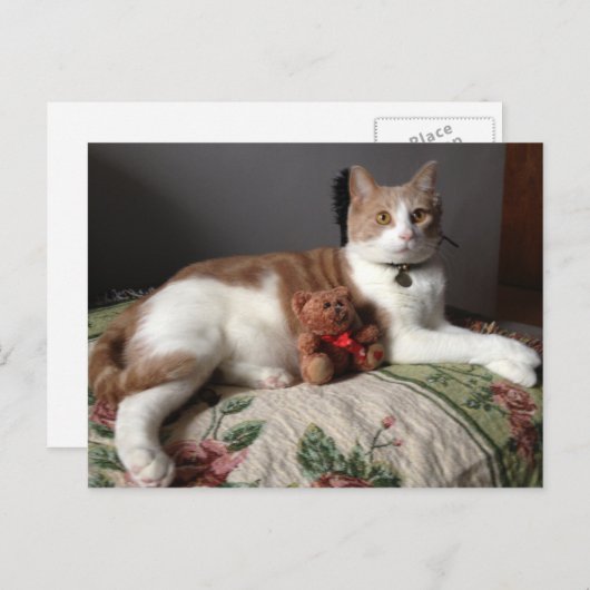 Kat Briefkaart (Voorkant / Achterkant)