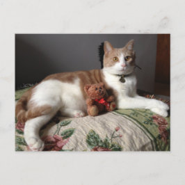 Kat Briefkaart