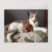 Kat Briefkaart (Voorkant)