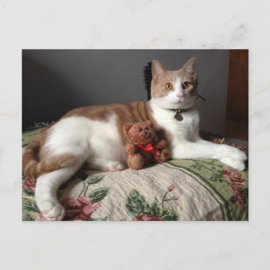 Kat Briefkaart (Voorkant)