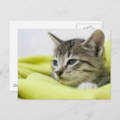 Kat Briefkaart (Voorkant / Achterkant)