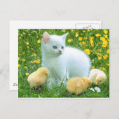 kat briefkaart (Voorkant / Achterkant)