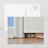 Kat Briefkaart (Voorkant / Achterkant)