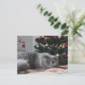 kat briefkaart (Staand voorkant)