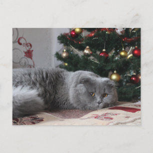 kat briefkaart