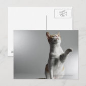 kat briefkaart (Voorkant / Achterkant)