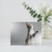 kat briefkaart (Staand voorkant)