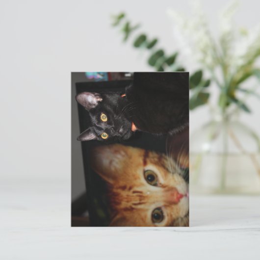 Kat Briefkaart (Staand voorkant)