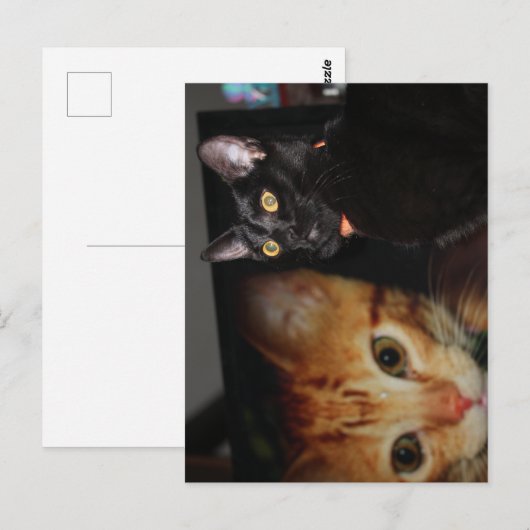 Kat Briefkaart (Voorkant / Achterkant)