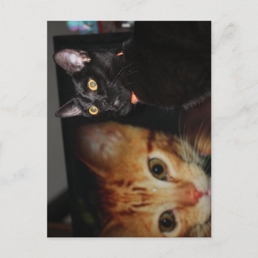 Kat Briefkaart (Voorkant)