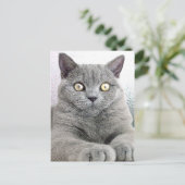 kat briefkaart (Staand voorkant)