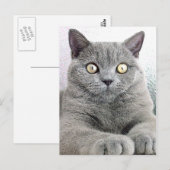 kat briefkaart (Voorkant / Achterkant)