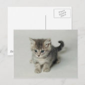 KAT BRIEFKAART (Voorkant / Achterkant)