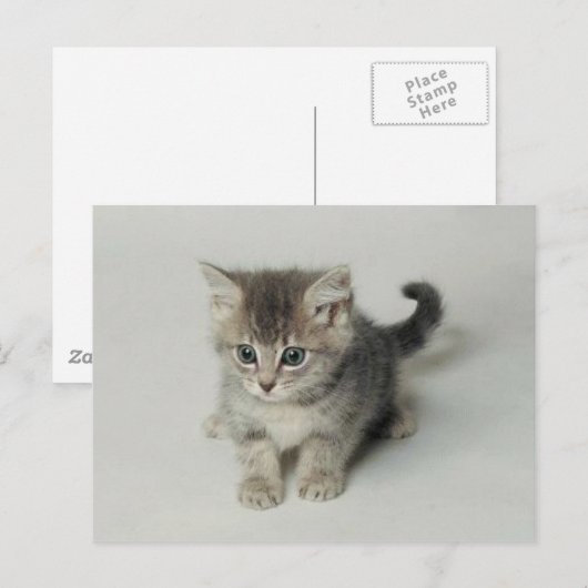 KAT BRIEFKAART (Voorkant / Achterkant)