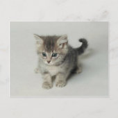 KAT BRIEFKAART (Voorkant)