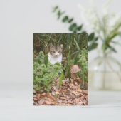 Kat [Briefkaart] Briefkaart (Staand voorkant)