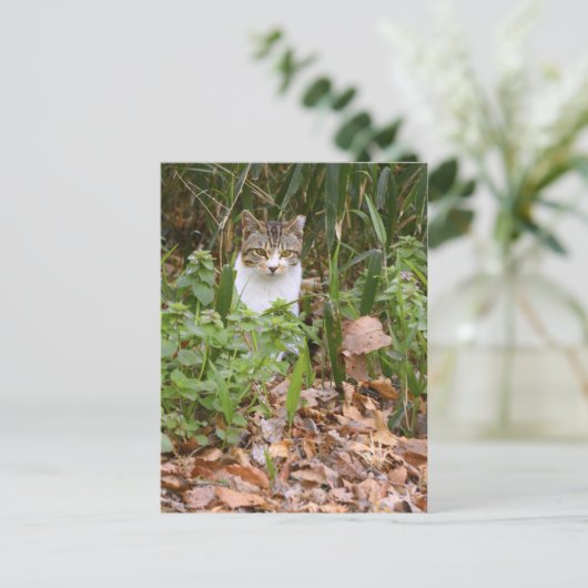 Kat [Briefkaart] Briefkaart (Staand voorkant)