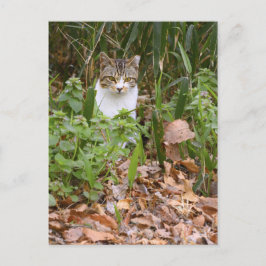 Kat [Briefkaart] Briefkaart