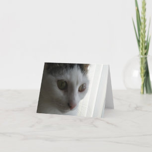 Kat-briefkaart Kaart