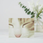 Kat-Briefkaart met Filipos Apollo Briefkaart (Staand voorkant)