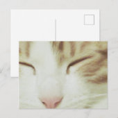 Kat-Briefkaart met Filipos Apollo Briefkaart (Voorkant / Achterkant)