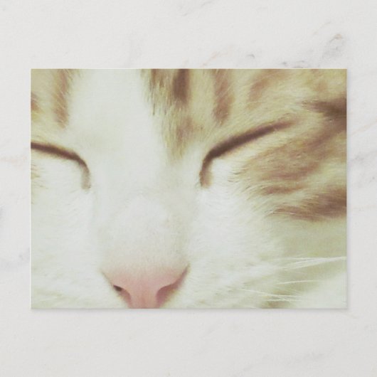 Kat-Briefkaart met Filipos Apollo Briefkaart (Voorkant)