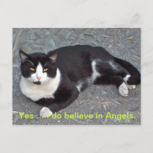 Kat-Briefkaart met gezegde van het humourus Briefkaart