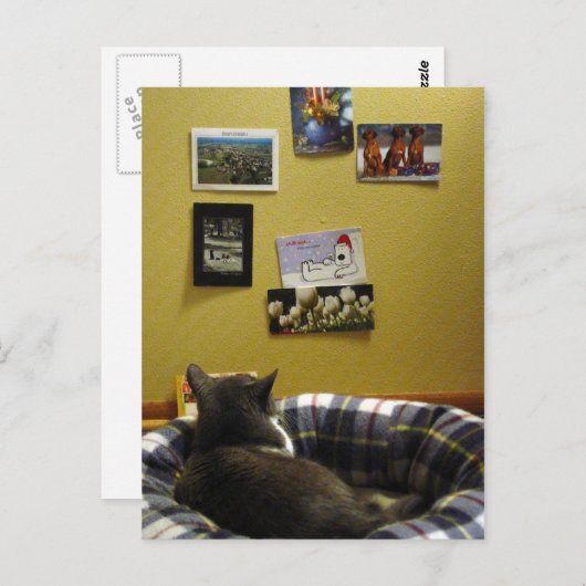 Kat Briefkaart Muur (Voorkant / Achterkant)