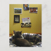 Kat Briefkaart Muur (Voorkant)